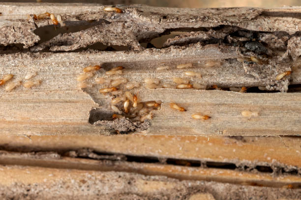 Best Wasp Removal Services  in Petaluma, CA